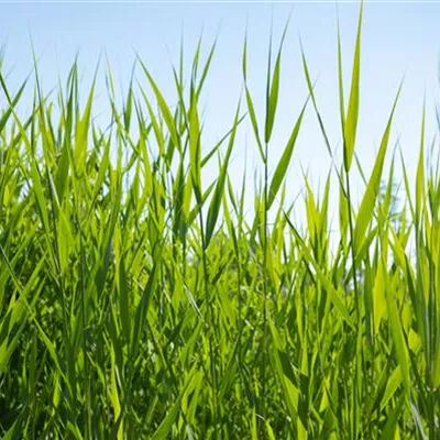 Topfgrösse 0.5 Liter - Schilf - Phragmites australis