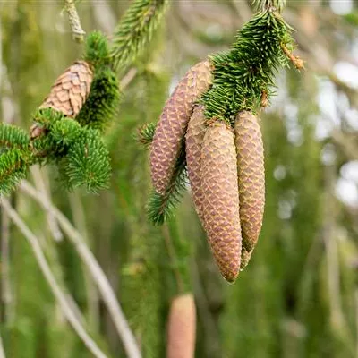 im Container 80 - 100 - Hängefichte - Picea abies 'Inversa'