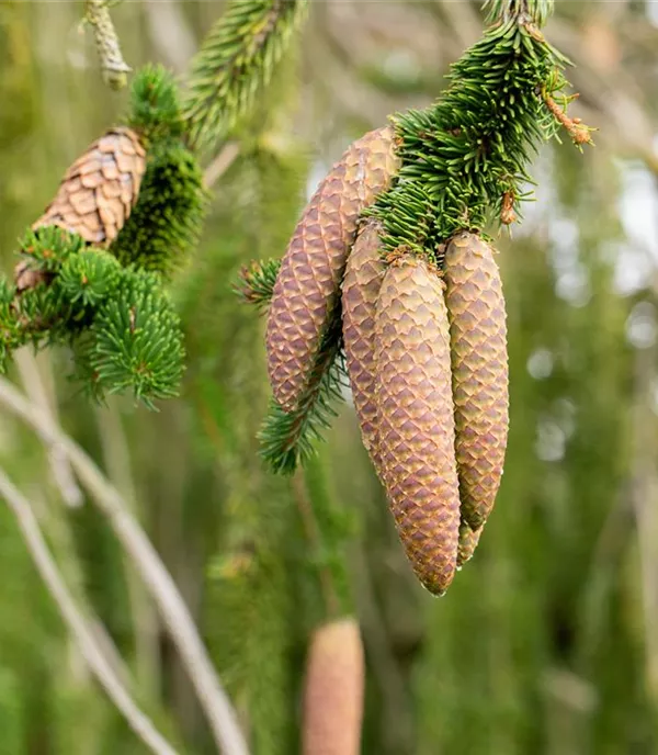 Picea abies 'Inversa'