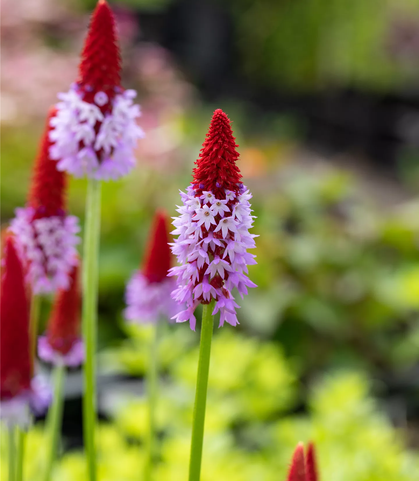 Primula vialii