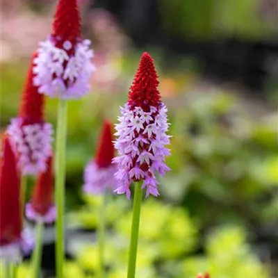 Topfgrösse 0.5 Liter - Orchideenprimel - Primula vialii