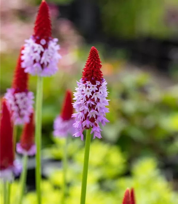 Primula vialii