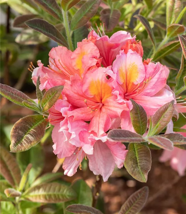 Rhododendron (Ghent Azalee) 'Coccinea Speciosa'