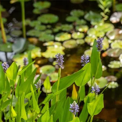 Topfgrösse 0.5 Liter - Hechtkraut - Pontederia cordata