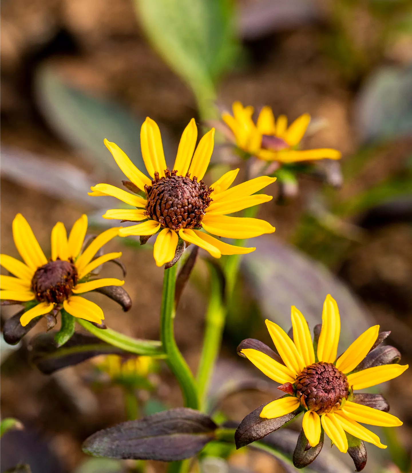 Rudbeckia fulgida 'Little Goldstar'