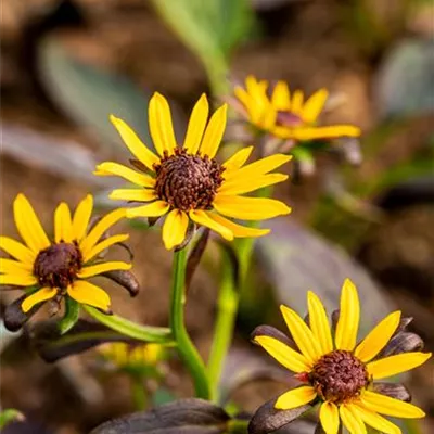 Topfgrösse 1 Liter - sonnenhut - Rudbeckia fulgida 'Little Goldstar'