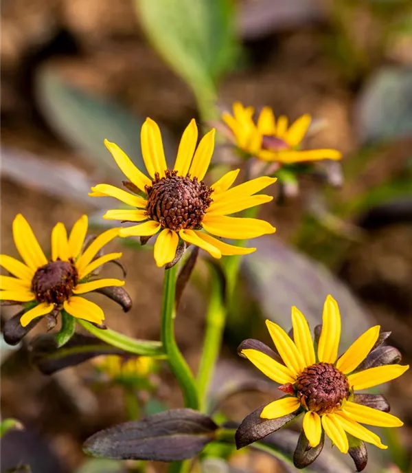 Rudbeckia fulgida 'Little Goldstar'