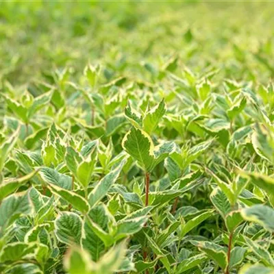 Container 50 - 60 - Weigelie - Weigela 'Nana Variegata'