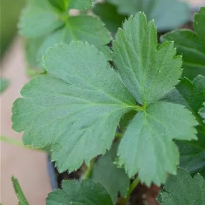 Topfgrösse 0.5 Liter - Golderdbeere - Waldsteinia ternata