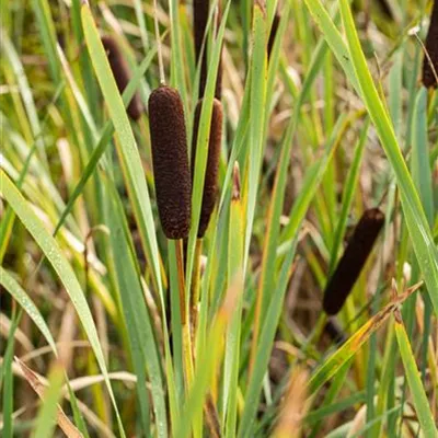 Topfgrösse 0.5 Liter - Breitblättriger Rohrkolben - Typha latifolia