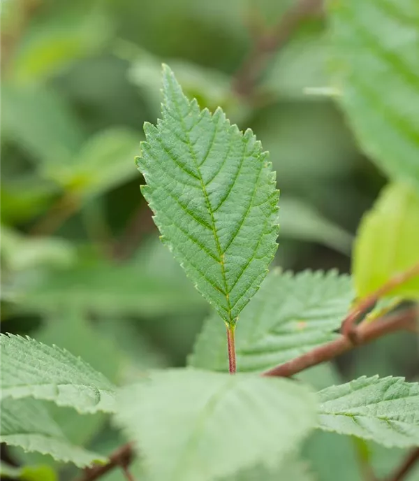 Ulmus laevis