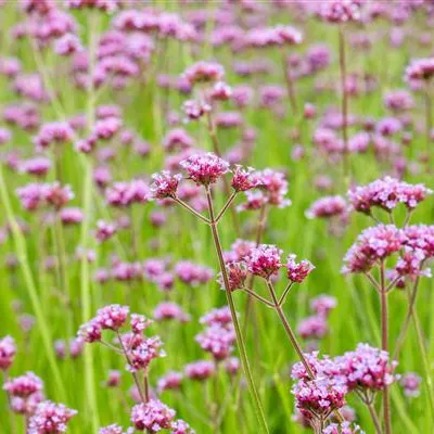 Topfgrösse 1 Liter - Eisenkraut, Verbene - Verbena bonariensis