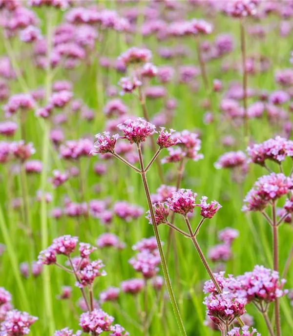 Verbena bonariensis