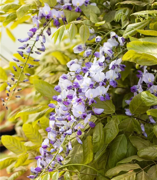 Wisteria floribunda 'Macrobotrys'