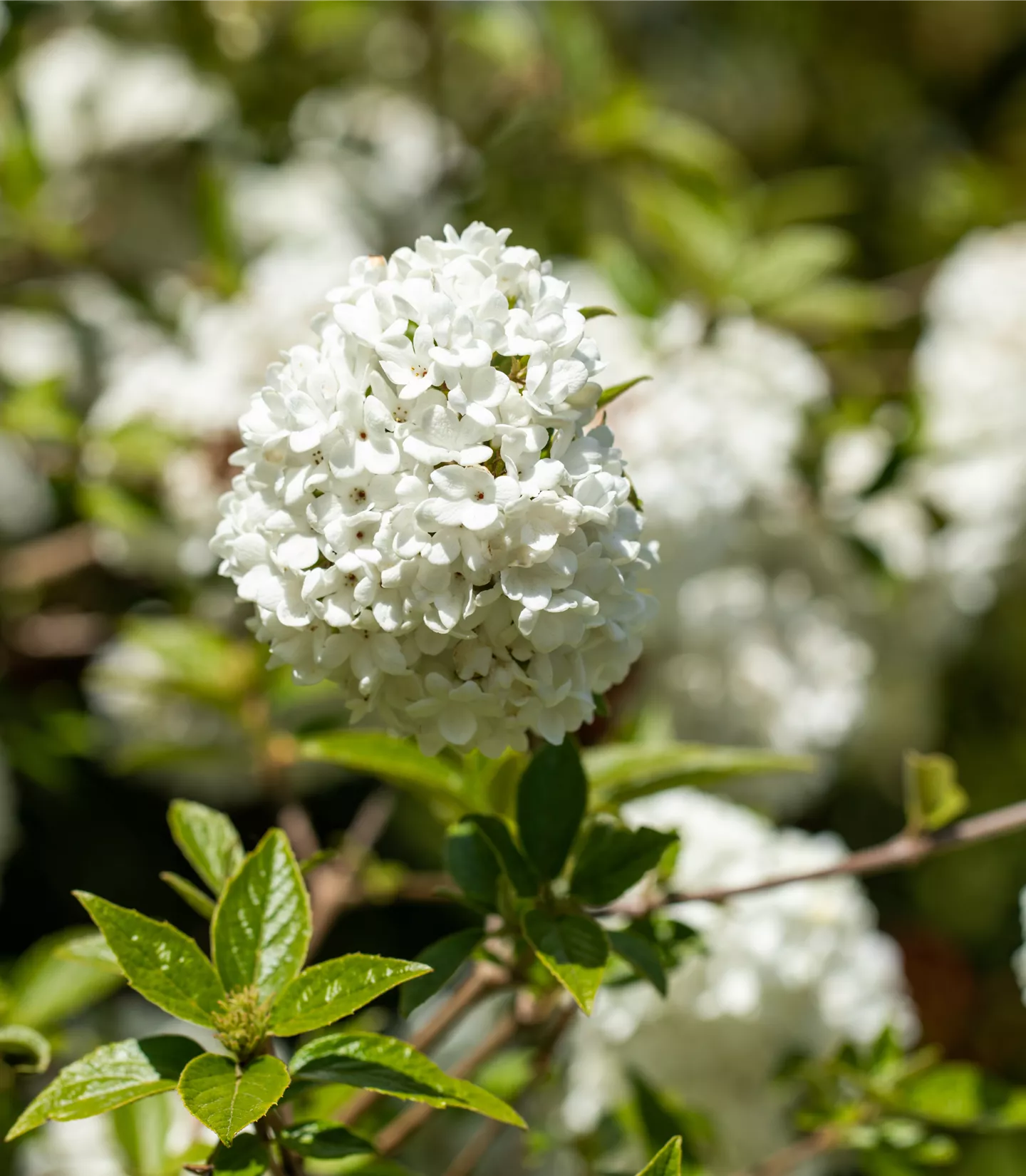 Viburnum 'Eskimo'