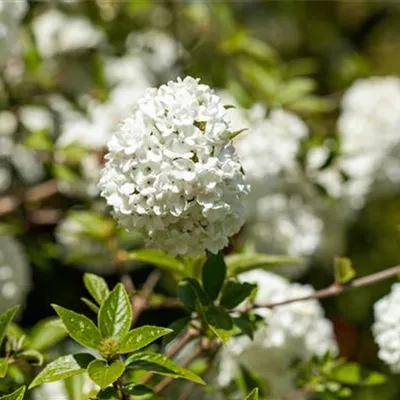 im Container 40 - 50 - Schneeball - Viburnum 'Eskimo'