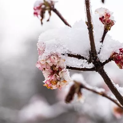 Container 70 - 80 - Schneeball - Viburnum bodnantense (x)