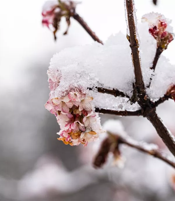 Viburnum bodnantense (x)