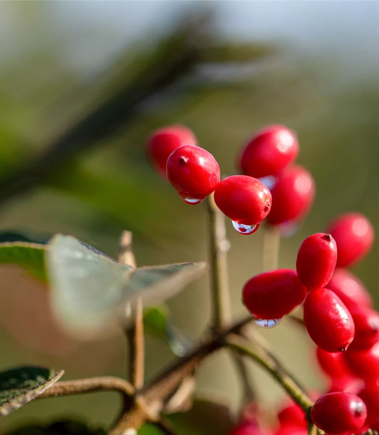 Viburnum rhytidophyllum