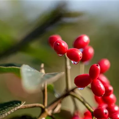 im Container 100-125 - Schneeball - Viburnum rhytidophyllum