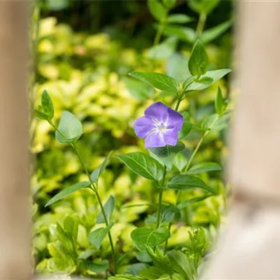 Topfgrösse 0.5 Liter - Grosses Immergrün - Vinca major