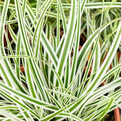 Topfgrösse 1 Liter - Carex oshimensis 'Everest'