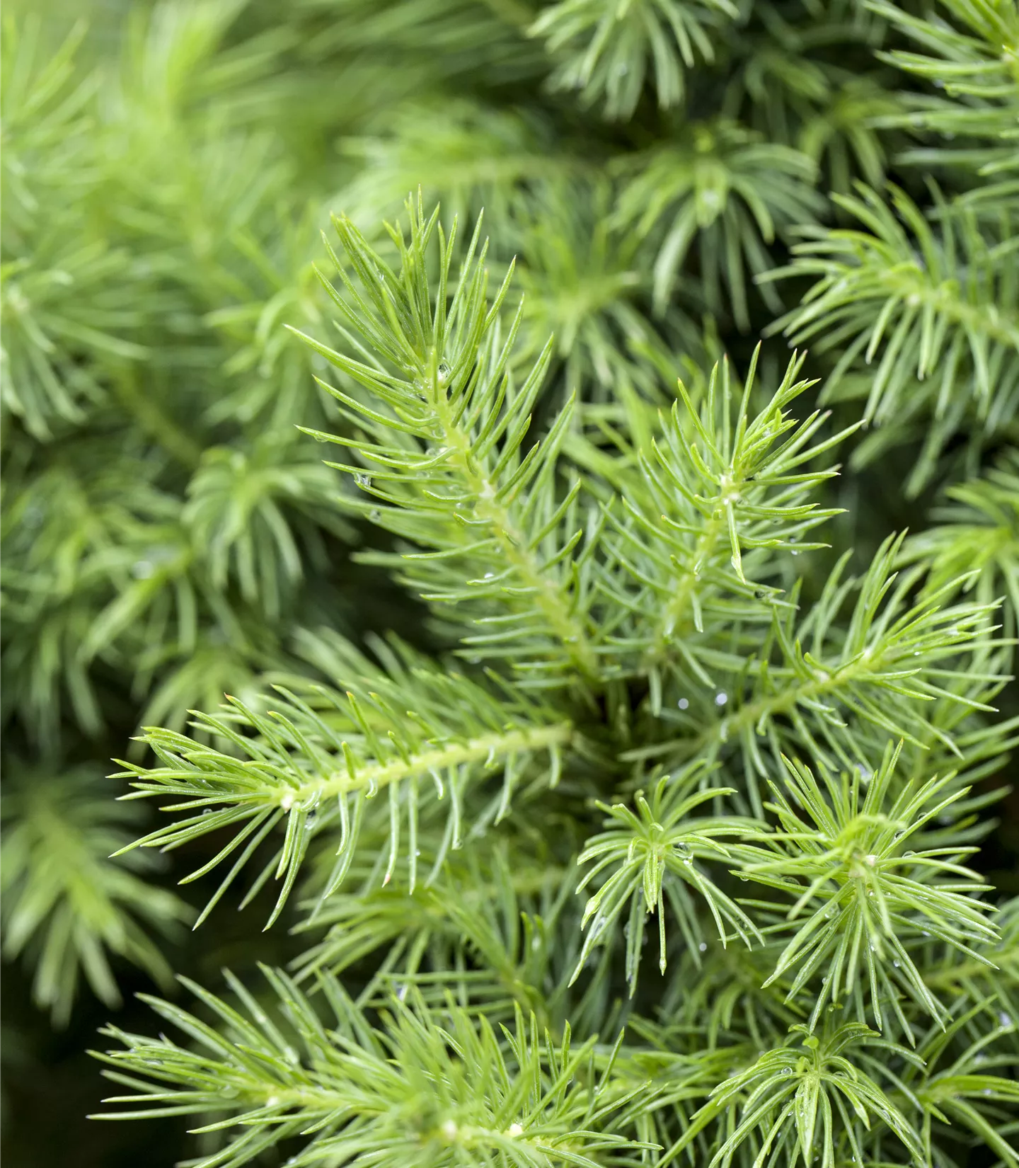 Picea glauca 'Conica'