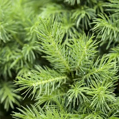 im Container 35 - 40 - Zuckerhutfichte - Picea glauca 'Conica'