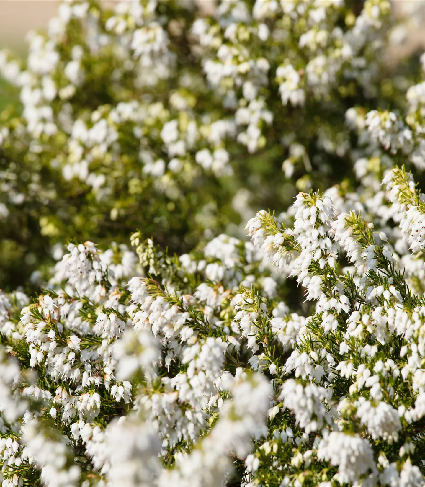 Erica carnea 'Snow Queen'