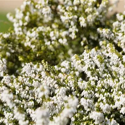 Höhe 10-15cm - Schneeheide 'Snow Queen' - Erica carnea 'Snow Queen'