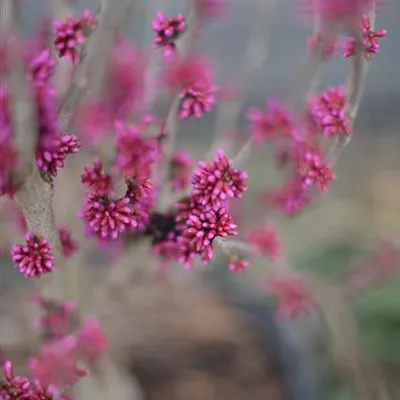 im Container 150 - 175 - Chinesischer Judasbaum - Cercis chinensis 'Avondale'