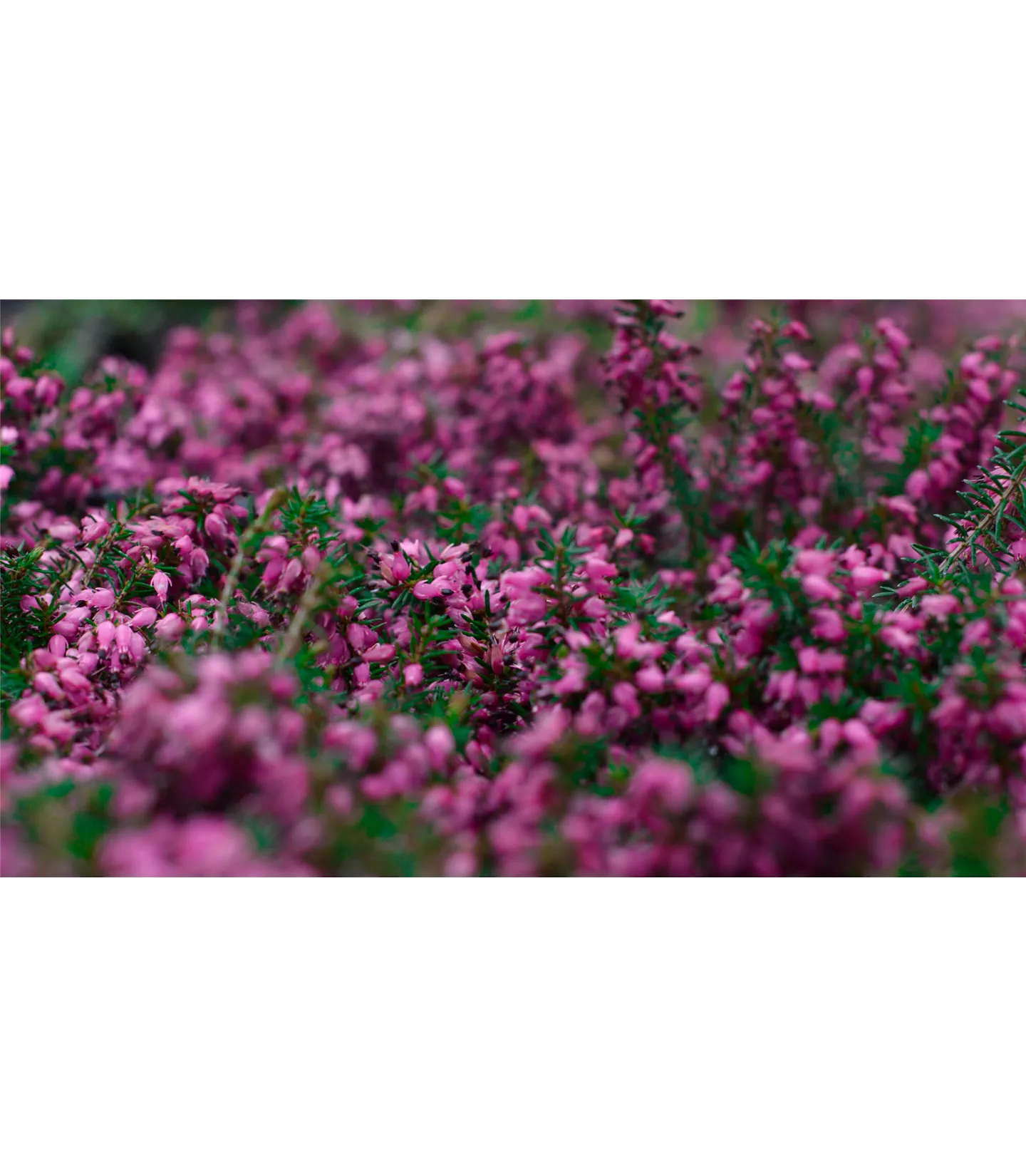 Erica carnea 'Challenger'