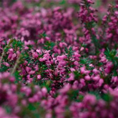 Höhe 10-15cm - Schneeheide 'Challenger' - Erica carnea 'Challenger'