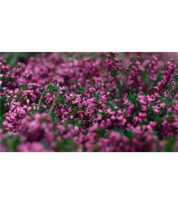 Erica carnea 'Challenger'