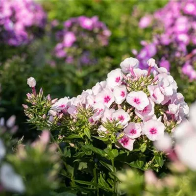 Topfgrösse 1 Liter - Phlox 'Adessa Pink Star'