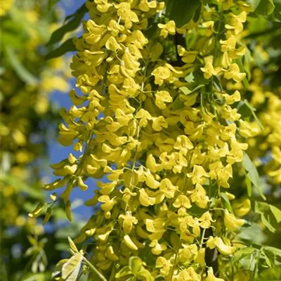 Container 70 - 80 - Alpen-Goldregen - Laburnum alpinum