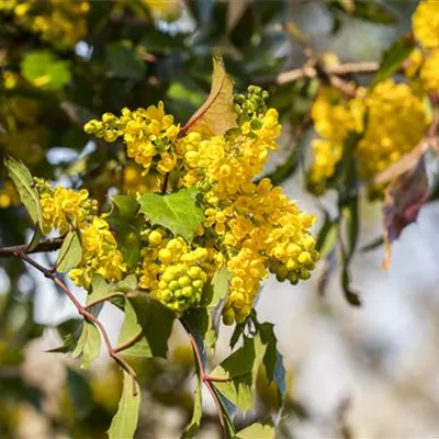 im Container 30 - 40 - Gemeine Mahonie - Mahonia aquifolium 'Smaragd'