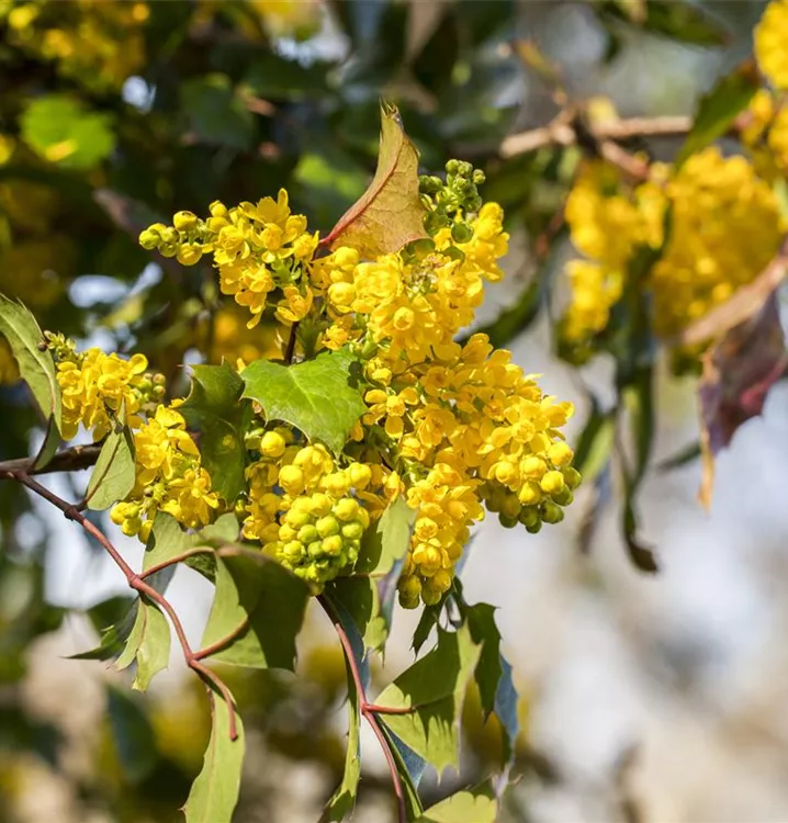 Gemeine Mahonie - Mahonia aquifolium 'Smaragd'