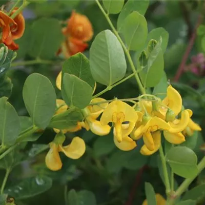 Container 60 - 70 - Blasenstrauch - Colutea arborescens