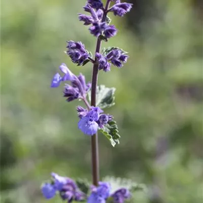 Topfgrösse 0.5 Liter - Nepeta faassenii 'Walkers Low'