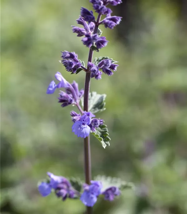 Nepeta faassenii 'Walkers Low'