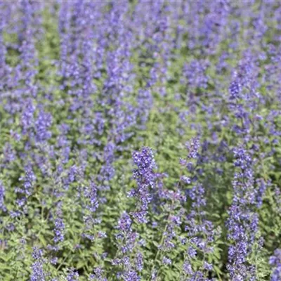 Topfgrösse 1 Liter - Katzenminze 'Purrsian Blue' - Nepeta faassenii 'Purrsian Blue'