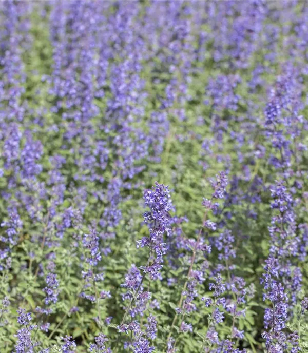 Nepeta faassenii 'Purrsian Blue'