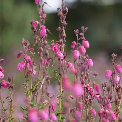  10 - 15 - Irische Heide - Daboecia cantabrica 'Atropurpurea'