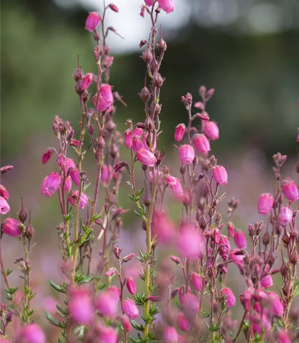 Daboecia cantabrica 'Atropurpurea'