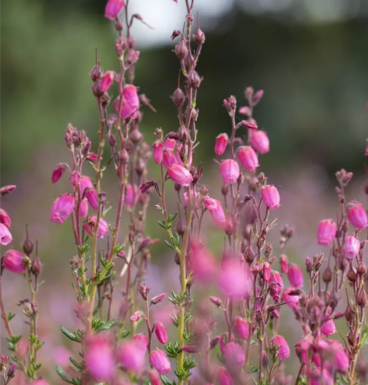 Irish Heather 'Atropurpurea'