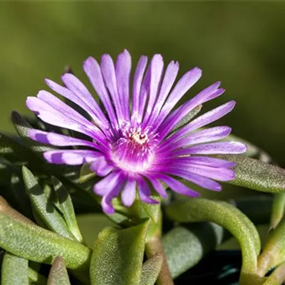 Topfgrösse 0.5 Liter - Mittagsblümchen - Delosperma 'John Proffitt'