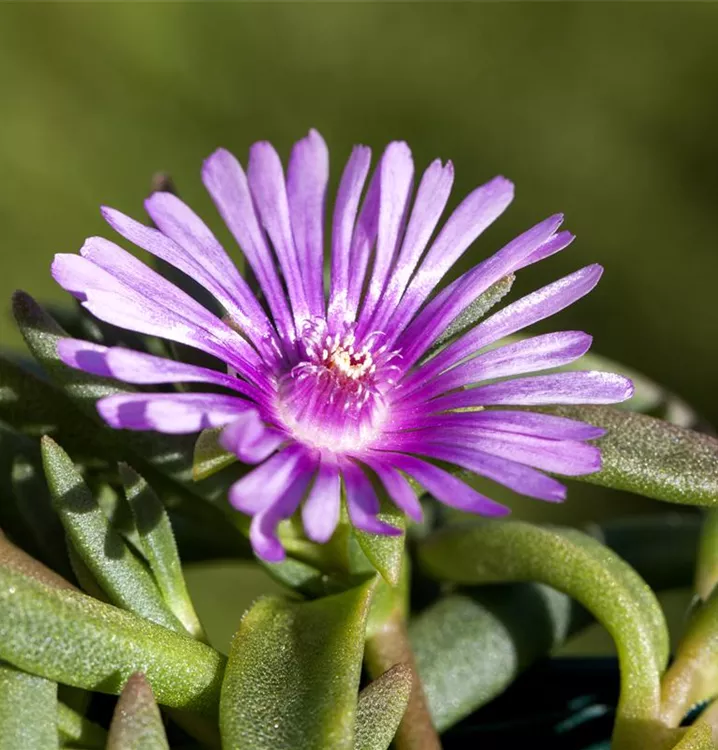 Mittagsblümchen - Delosperma 'John Proffitt'