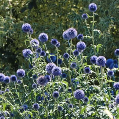 Topfgrösse 1 Liter - Kugeldistel 'Blue Glow' - Echinops bannaticus 'Blue Glow'