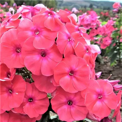 Topfgrösse 1 Liter - Hohe Garten-Flammenblume 'Flame Coral' - Phlox 'Flame Coral'